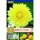 Dahlia Kelvin Floodlight