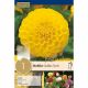 Dahlia Golden Torch