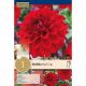 Dahlia Red Cap