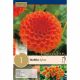 Dahlia Ball Sylvia