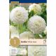 Dahlia White Aster