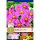 Dahlia Topmix Pink