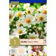 Dahlia Topmix White