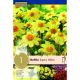 Dahlia Topmix Yellow