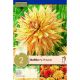 Dahlia Hy Pimento