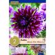 Dahlia Alauna Clair Obscur