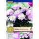 Dahlia Melody Harmony