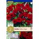 Dahlia Gallery Singer