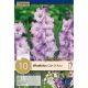 Gladiolus Cote D'Azur