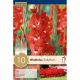 Gladiolus Traderhorn