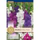Gladiolus Galaxy Mixed