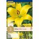 Lilium Yellow County