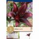 Lilium Landini