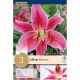 Lilium Merostar