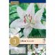 Lilium Muscadet