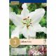 Lilium Rialto