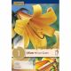 Lilium African Queen