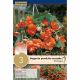 Begonia Pendula Cascade Orange