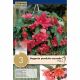 Begonia Pendula Cascade Pink