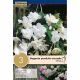 Begonia Pendula Cascade White