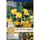 Begonia Pendula Cascade Yellow