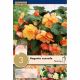Begonia Cascade Sunray