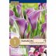 Zantedeschia Captain Promise® Syn.Calla