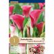 Zantedeschia Captain Romance® Syn.Calla