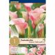 Zantedeschia Captain Melrose® Syn.Calla