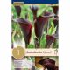 Zantedeschia Odessa ® Syn.Calla