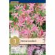 Nerine Bowdenii