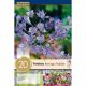 Triteleia Kon. Fabiola