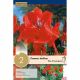 Canna Indica The President - Green Leaf