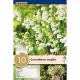 Convallaria Majalis (Lily of the Valley)
