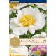 Paeonia Lactiflora Jan Van Leeuwen