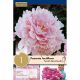 Paeonia Lactiflora Sarah Bernhardt