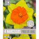 Narcissi Pride Of Lions (Premium Bulb Collection)