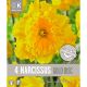 Narcissi Gold Disc (Premium Bulb Collection)