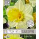 Narcissi Sugar Dipped (Premium Bulb Collection)