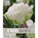 Tulip Snow Crystal (Premium Bulb Collection)