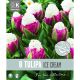 Tulip Ice Cream (Premium Bulb Collection)