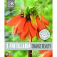 Fritillaria Orange Beauty (Premium Bulb Collection)