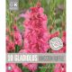 Gladiolus Flamencos Kingston Ruffle