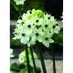 Giant Bulb - Ornithogalum Saundersiae