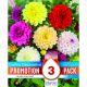 Dahlia Decorative Mix - Promotion Pack