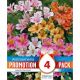 Alstroemeria Ligtu Mixed Colours (Promotion Pack)