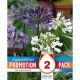Agapanthus White & Blue Mix (Promotion Pack)