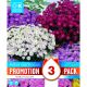 Aster Dumosus Mixed - Promotion Pack of 3