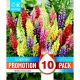 Lupinus Mixed - Promotion Pack