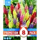 Lupinus Mixed - Promotion Pack of 8